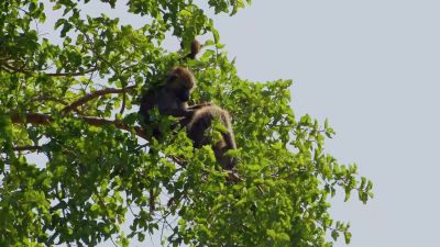 [monkeys squeaking] - Naked and Afraid