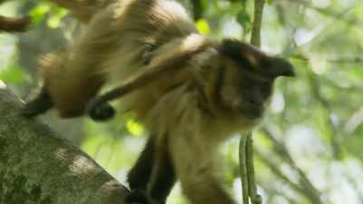 Monkeys, such as these capuchins, - The Green Planet