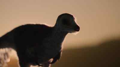 Mononykus is a desert specialist. - Prehistoric Planet