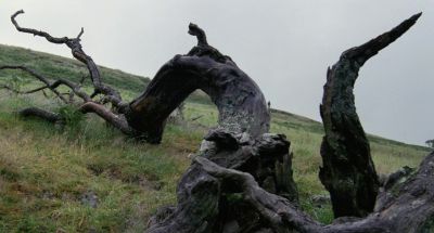 Monty Laisse moi respirer - Withnail &amp; I