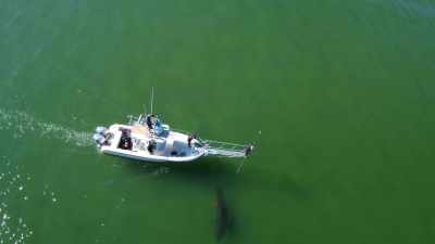 Mooi, dat ziet er ongelooflijk uit. - Return of the White Shark