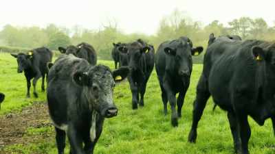[mooing continues] - Tractor Ted