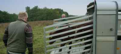 [mooing] - Clarkson's Farm