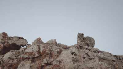 MOORE: I don't know
where the other cub is. - Ghost of the Mountains