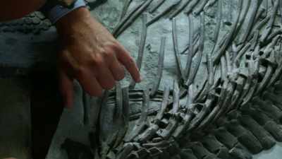 -MOORE: Yes.
-MARTILL: If you look down here - Attenborough and the Sea Dragon