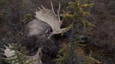 (MOOSE CALLS) - The Last Alaskans