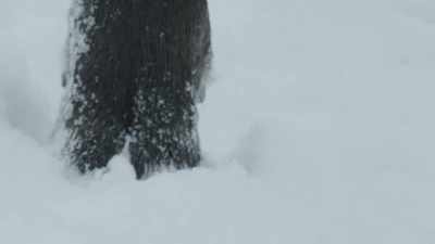 Moose have the same challenge
and they are looking a lot less stately. - Wild Nordic