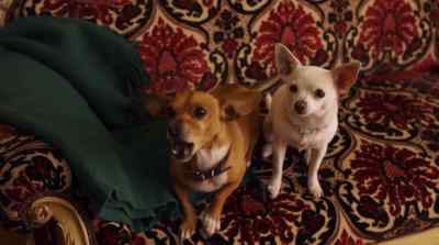 More dogs. - Beverly Hills Chihuahua 2