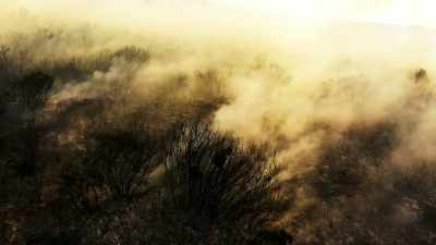 More extreme wildfires may
spell disaster. - The Green Planet