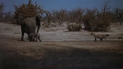 More hyenas join the attack. - Earth at Night in Color