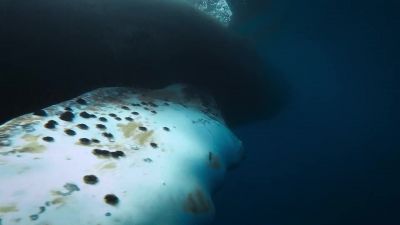 More and more humpbacks are gathering. - Big Beasts