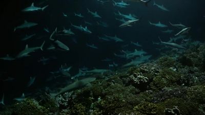 More and more sharks arrive, attracted by the commotion. - Our Planet