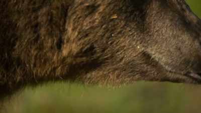 More than 1,000 bears
hug the waterways - Wild Nordic