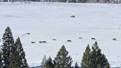 More than 20 wolves strong, - Epic Yellowstone
