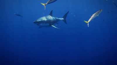 More than 360
individual great whites - Shark Attack Files