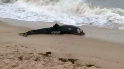 More than 800 dolphins
have been found stranded - Shark Attack Files
