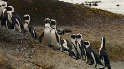 More than a thousand penguin couples - Penguin Town