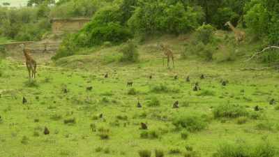 More than ever, we all
need to know where we belong. - Serengeti