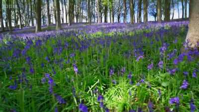 More than half the world's
common bluebells - Wild Isles