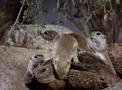 "Morning, brother tortoise. - The Living Desert