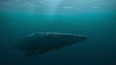 Mosasaurus can strike their prey
with such force - Prehistoric Planet