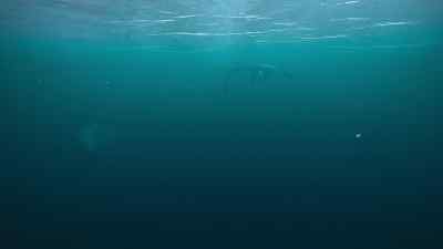 Mosasaurus can strike their prey
with such force - Prehistoric Planet