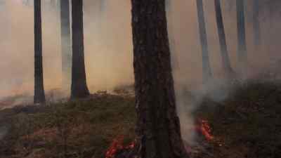 Most animals flee from the flames. - Prehistoric Planet