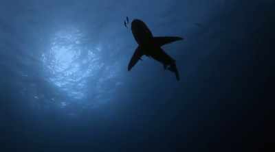 Most attacks are by
one of three species: - Shark Attack Files