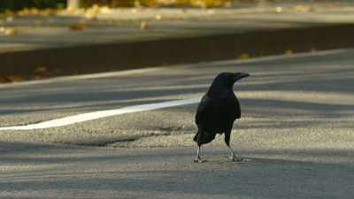 Most birds need
instant gratification, - The Secret Lives of Animals