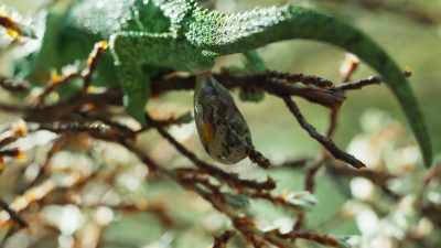 Most chameleon species lay eggs, - Frozen Planet II