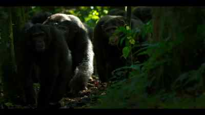 Most chimp groups number 50 or 60 individuals. - Chimp Empire