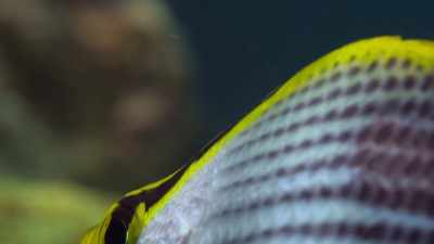 Most fish near the surface
have good colour vision, - Attenborough's Life in Colour