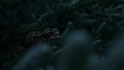 Most, however, react instinctively - Frozen Planet II