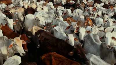 MOST IMPORTANTLY,
COWS PRODUCE METHANE, - Before the Flood