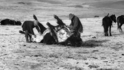 Most just removed
the tongues, - The American Buffalo