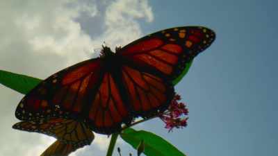 Most monarchs only
live for a few weeks. - The Secret Lives of Animals