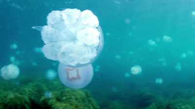 MOST OF OUR PLANET IS DARK, DEEP OCEAN, - Strange Evidence