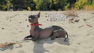 Most of the breeds that we recognize today - Inside the Mind of a Dog