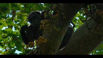 Most of the group are happily feeding. - Chimp Empire