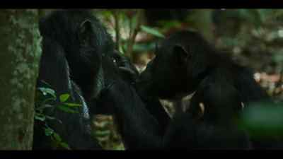 Most of the group haven't noticed Bergl is missing. - Chimp Empire