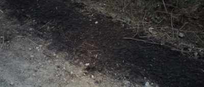 Most of the time,
when these poachers pull one or two trees, - Crawlspace
