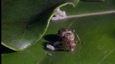 Most of them lay eggs. - Micro Monsters with David Attenborough