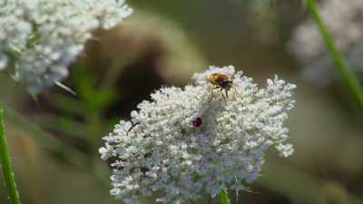 Most of these plants depend
on insects to pollinate them, - Attenborough's Life in Colour
