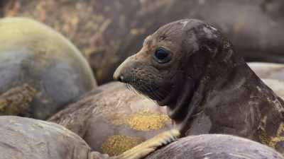 Most of these weaners now fast - Our Great National Parks