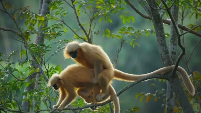 Most parents have returned
with bellies full of fish. - A Year on Planet Earth