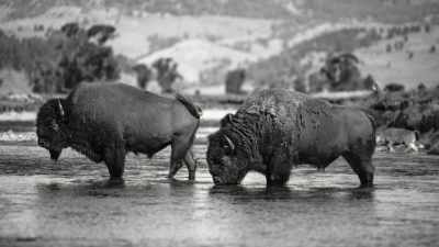 Most people
believed the continent's - The American Buffalo