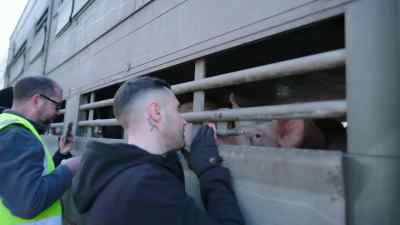 Most people have never been inside a factory farm - Pignorant