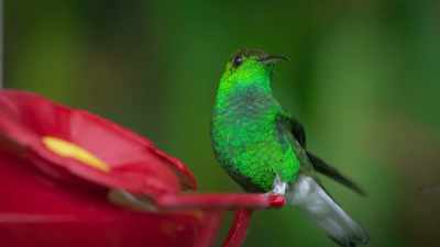 Most species live in South America, - Attenborough's Life in Colour