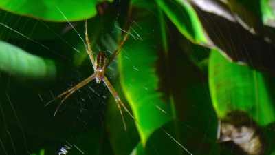 Most spiders use their
silk to make webs, - The Secret Lives of Animals