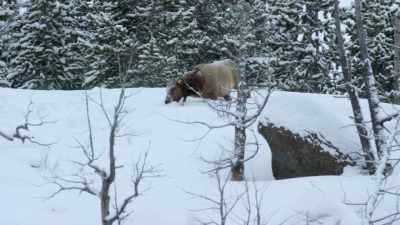 Most ungulates forge
for grass by breaking up - Yellowstone: One-Fifty